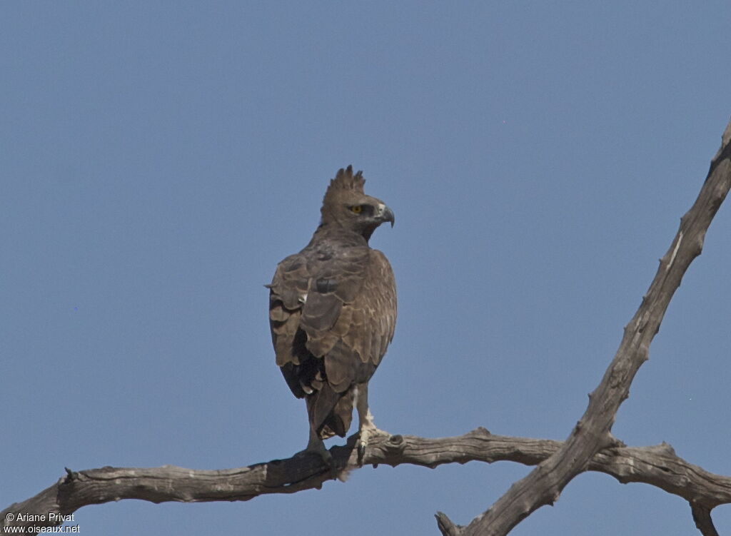 Aigle martial