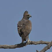 Martial Eagle