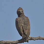 Martial Eagle