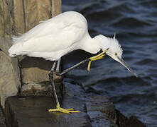 Aigrette garzette