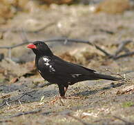 Red-billed Buffalo Weaver