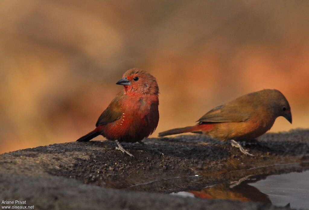 Jameson's Firefinch male adult, identification