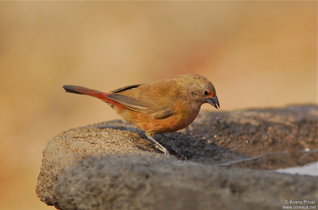 Jameson's Firefinch female