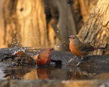 Jameson's Firefinch