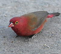 Red-billed Firefinch