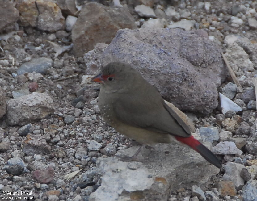 Red-billed Firefinch female adult