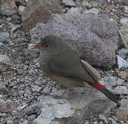 Red-billed Firefinch