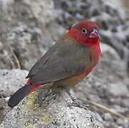 Red-billed Firefinch