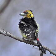 Crested Barbet