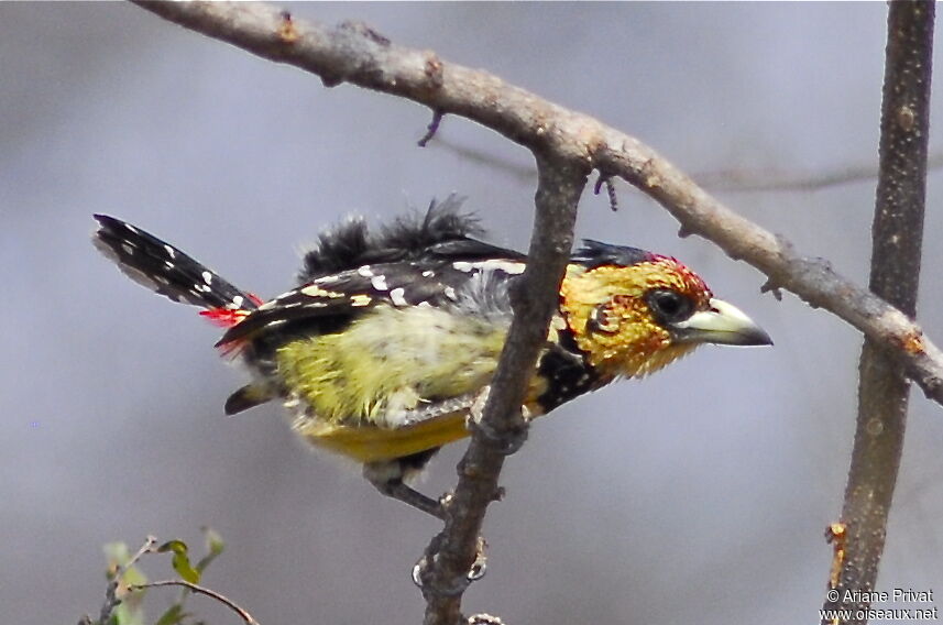 Crested Barbet