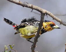 Crested Barbet