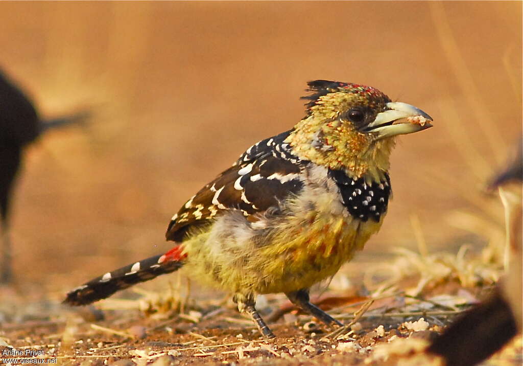 Crested Barbetadult, identification