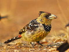 Crested Barbet