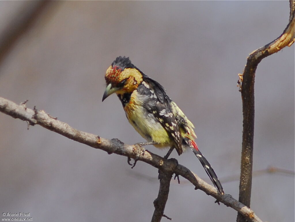 Crested Barbet