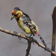 Crested Barbet