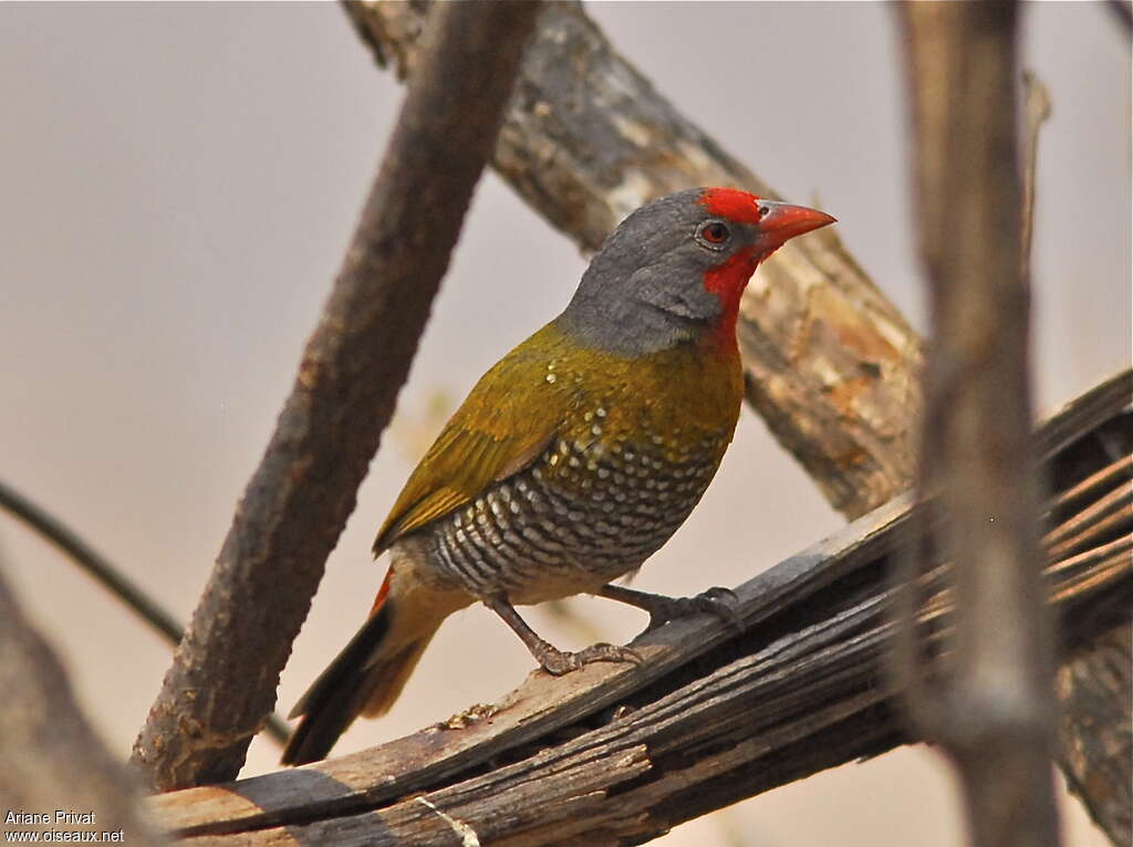 Green-winged Pytilia male adult, identification