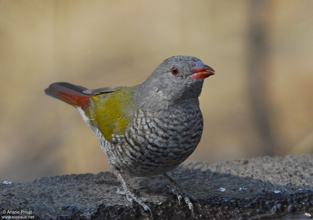 Green-winged Pytilia female adult