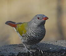 Green-winged Pytilia