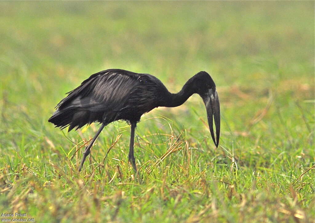 Bec-ouvert africainadulte, pêche/chasse