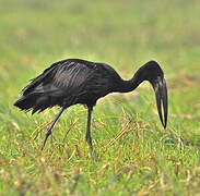 African Openbill