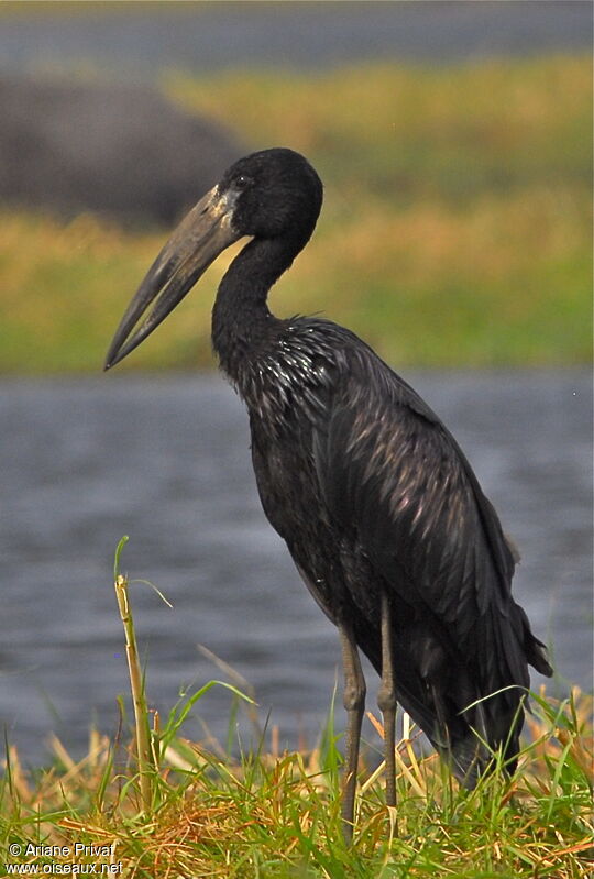 African Openbill