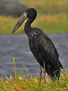 African Openbill