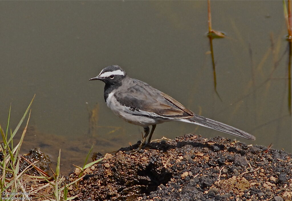 White-browed Wagtail