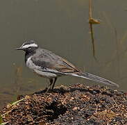 White-browed Wagtail