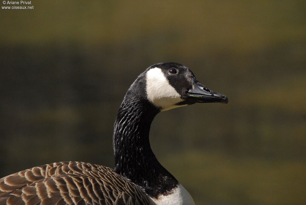 Canada Goose