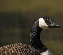 Canada Goose