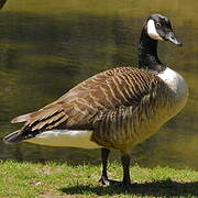 Canada Goose