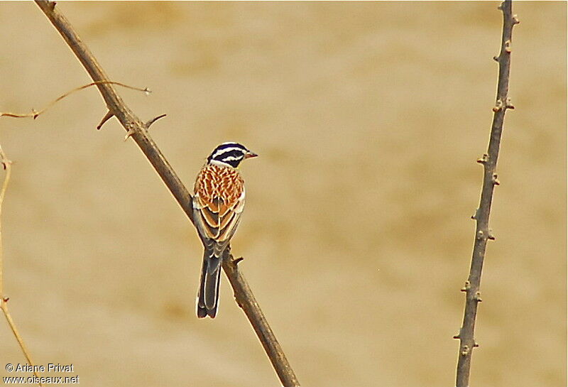 Bruant à poitrine dorée