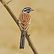 Golden-breasted Bunting