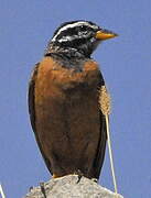 Cinnamon-breasted Bunting