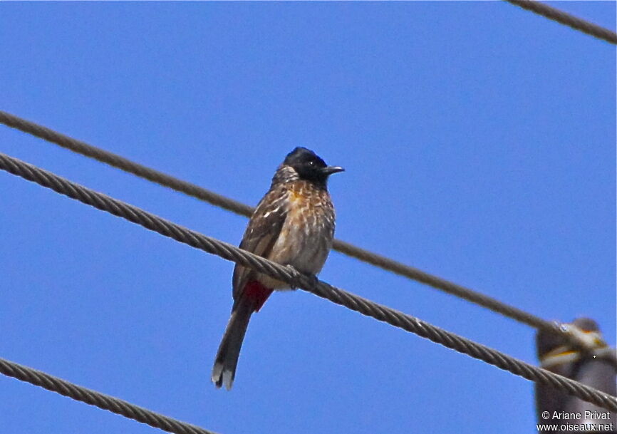 Red-vented Bulbul