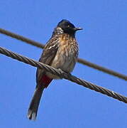 Bulbul à ventre rouge