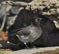 African Red-eyed Bulbul