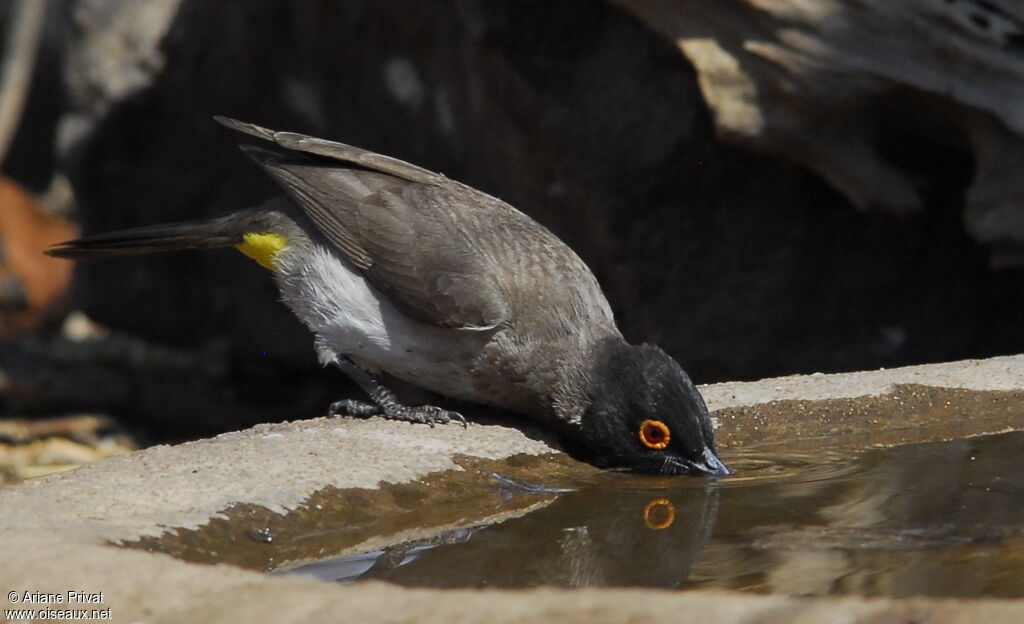 African Red-eyed Bulbul