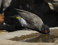 African Red-eyed Bulbul