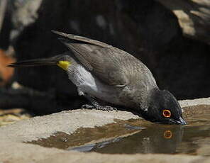 Bulbul brunoir