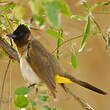 Bulbul tricolore