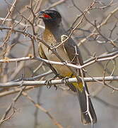 Dark-capped Bulbul