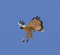 Augur Buzzard