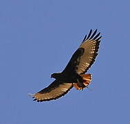 Augur Buzzard