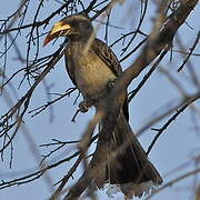 African Grey Hornbill