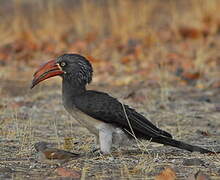 Crowned Hornbill