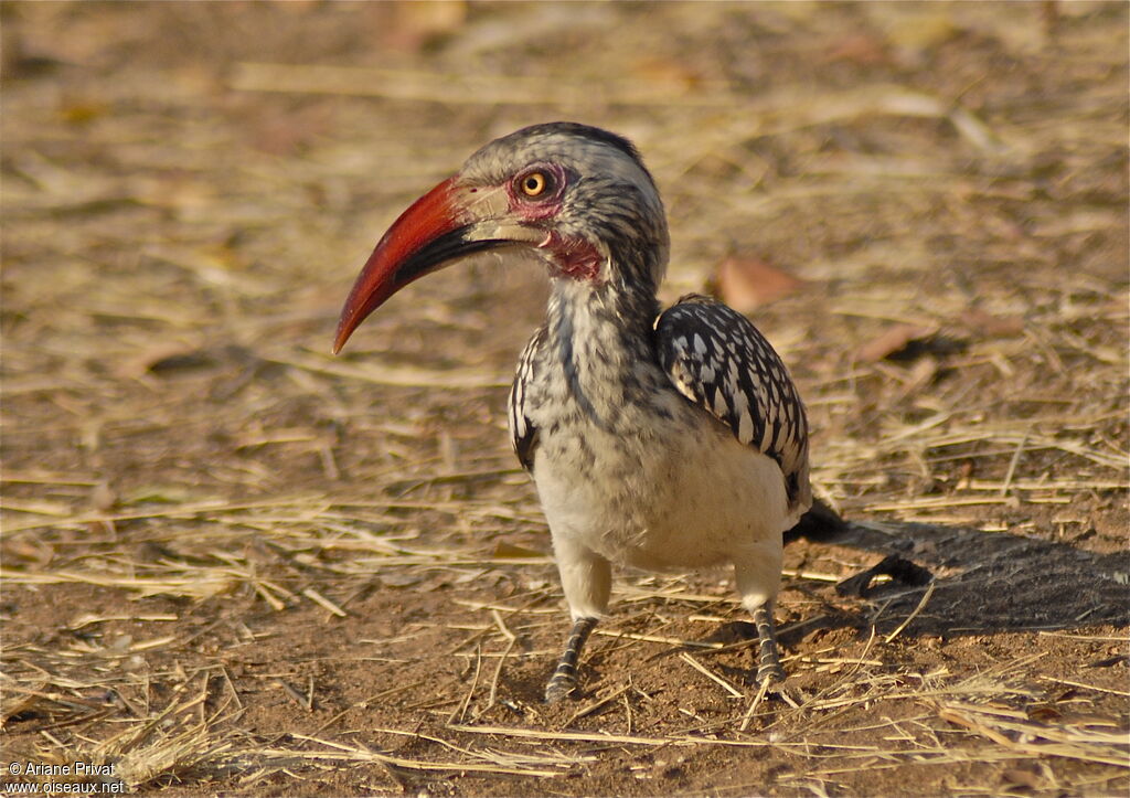 Southern Red-billed Hornbill