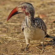 Southern Red-billed Hornbill