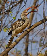 Southern Red-billed Hornbill