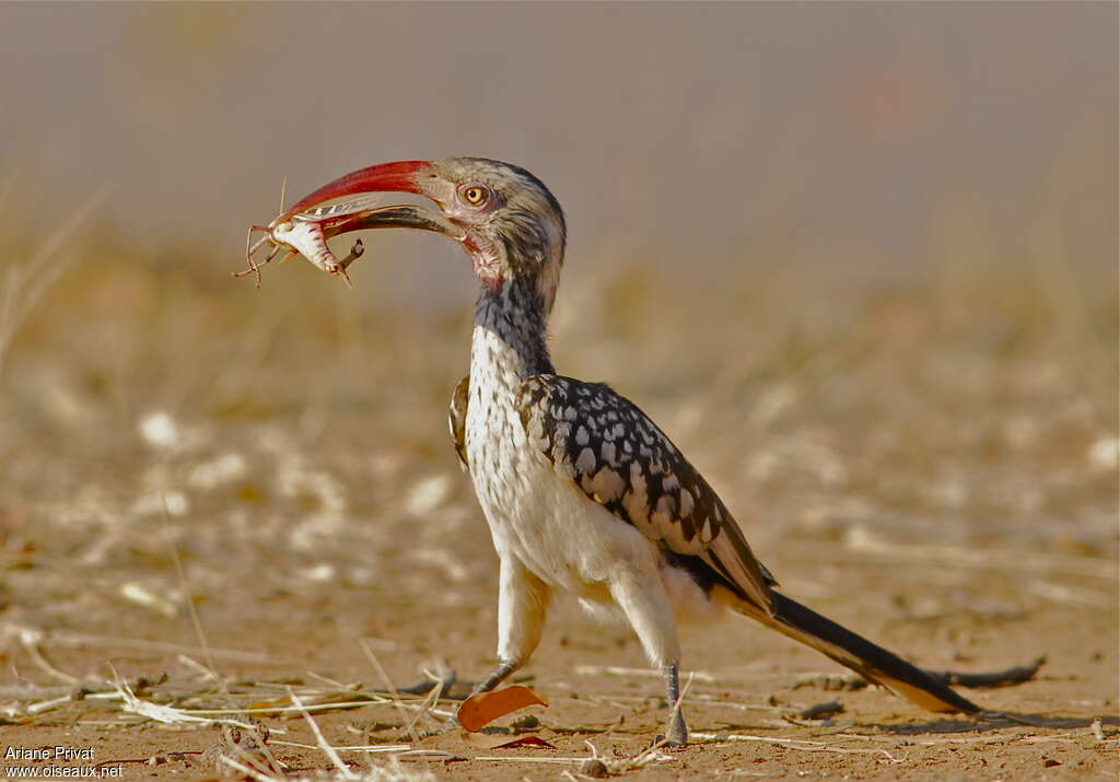 Southern Red-billed Hornbill, identification